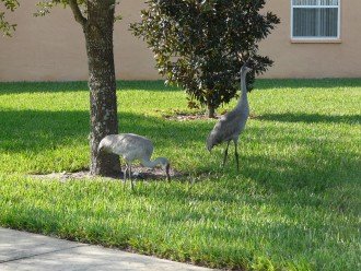 Sandhill Cranes in yard