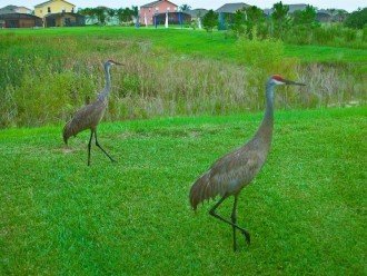 Sandhill Cranes in neighborhood