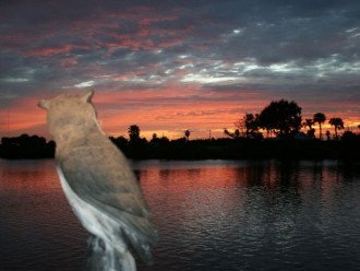 Our resident owl"Ollie " greets the sunrise from the dock.
