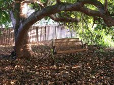 Mango House: Pet friendly, must love trees