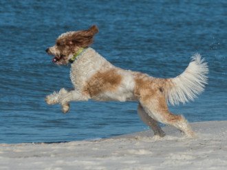 Regularly Voted Best Dog Friendly Beach in America