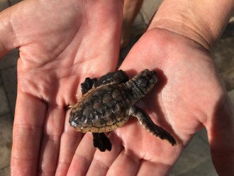 Turtle hatchling rescued from swimming pool by one of our tenants.