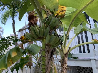 Banana Tree in backyard