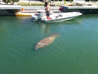Yes, Manatees are in our canal....occasionally.