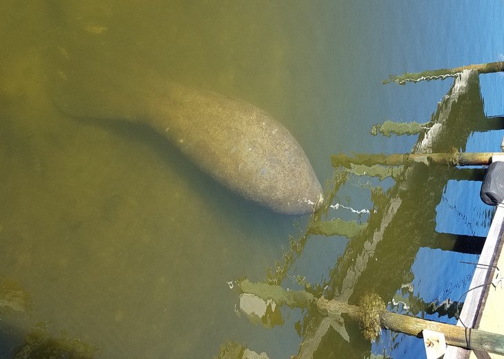 Manatees and dolphins off your dock