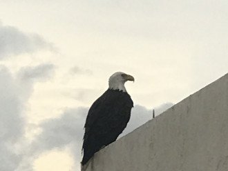 Bald Eagle outside the kitchen window