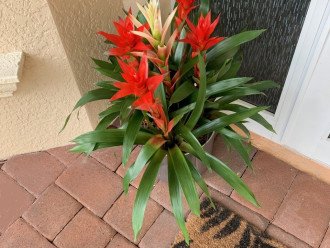 Front entry with bromeliad planter