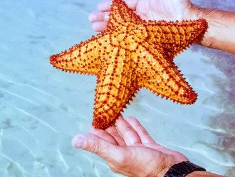 Starfish in Bahia Honda Key
