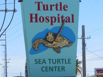Hang out with baby turtles at the Turtle Hospital in Marathon
