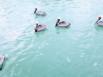 Pelicans swimming by the Dock