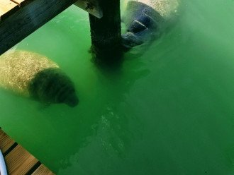 Manatee mother and her calf finding shade under the dock