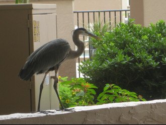 Heron (frequent visitor)