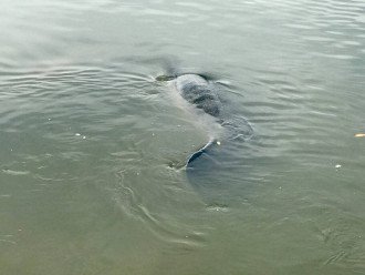 Manatee sighting about 5 minutes from condo