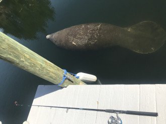 Manatee at the dock