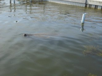 Manatee feeding at our dock