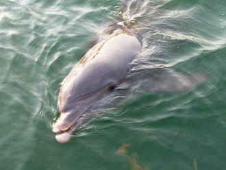 Mooch, the friendly dolphin