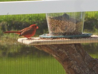 Red cardinals