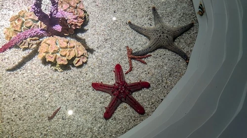 Marine Discovery Center